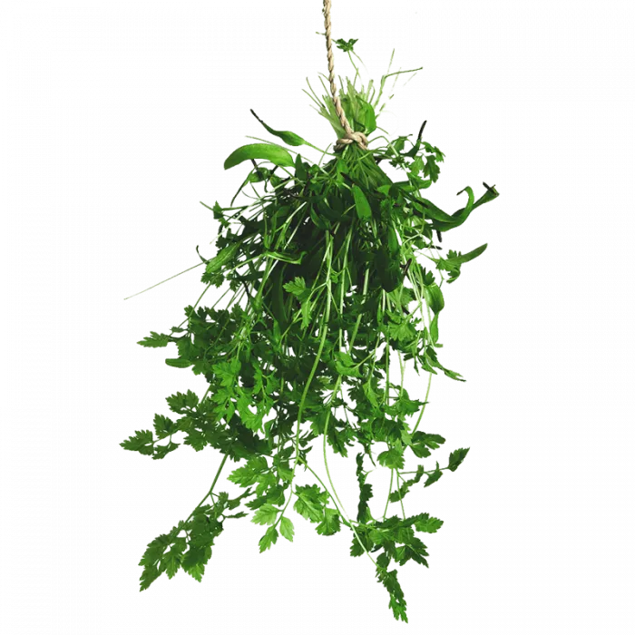 Fresh Greens | Fresh Microgreens | Vertical Farming Bali