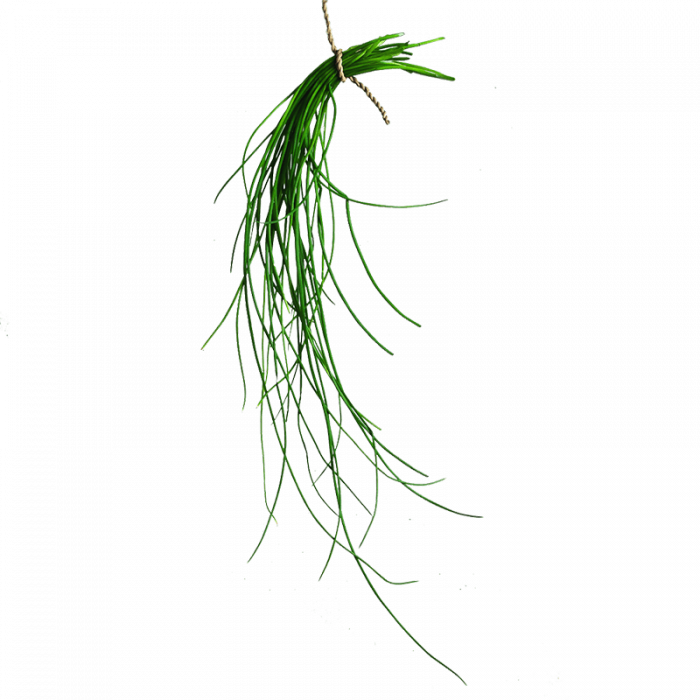 Fresh Greens | Fresh Microgreens | Vertical Farming Bali
