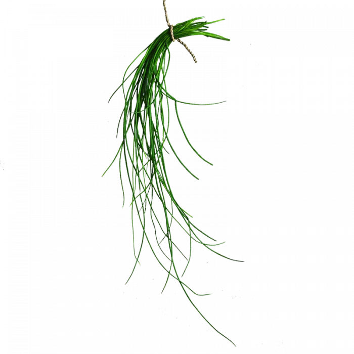 Fresh Greens | Fresh Microgreens | Vertical Farming Bali