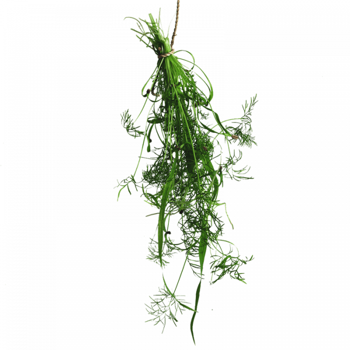 Fresh Greens | Fresh Microgreens | Vertical Farming Bali