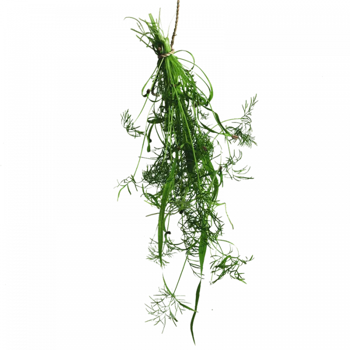 Fresh Greens | Fresh Microgreens | Vertical Farming Bali