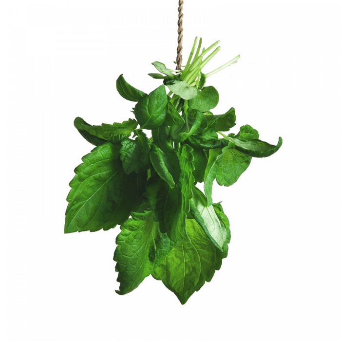 Fresh Greens | Fresh Microgreens | Vertical Farming Bali
