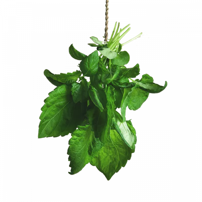 Fresh Greens | Fresh Microgreens | Vertical Farming Bali