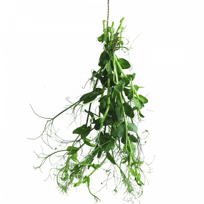 Fresh Greens | Fresh Microgreens | Vertical Farming Bali