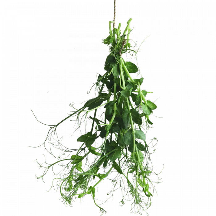 Fresh Greens | Fresh Microgreens | Vertical Farming Bali