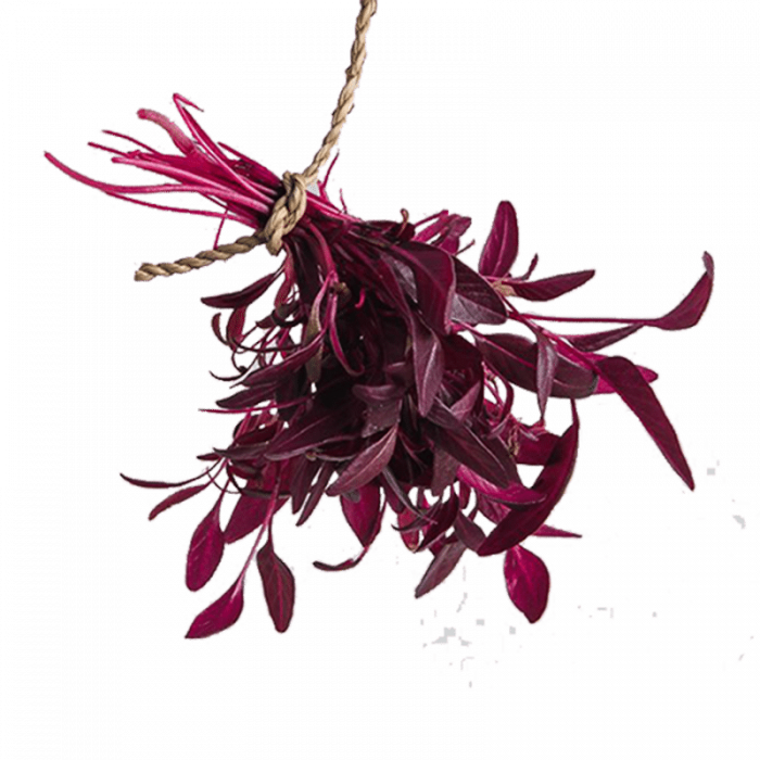 Red-Amaranth-1.png