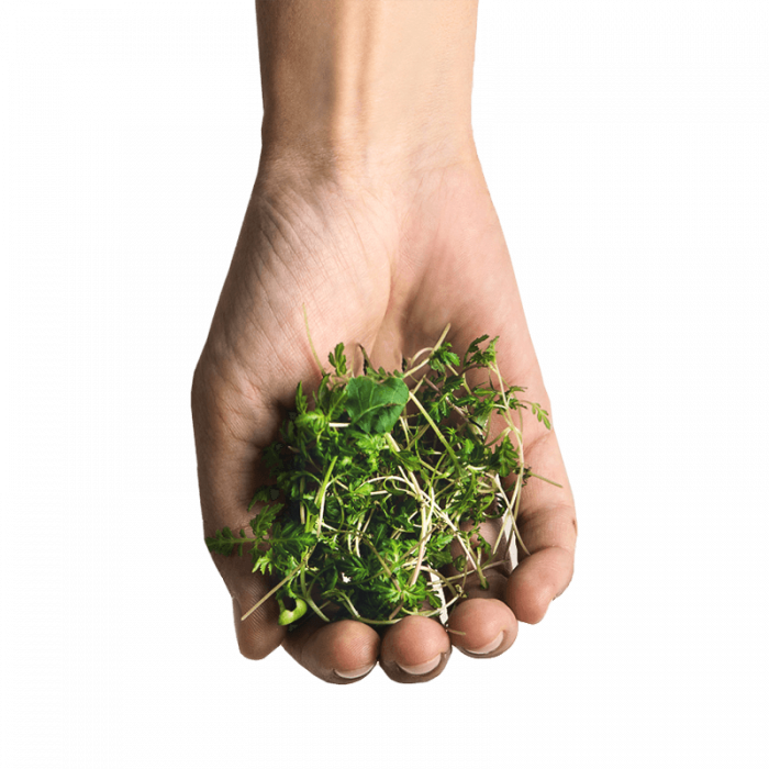 Fresh Greens | Fresh Microgreens | Vertical Farming Bali