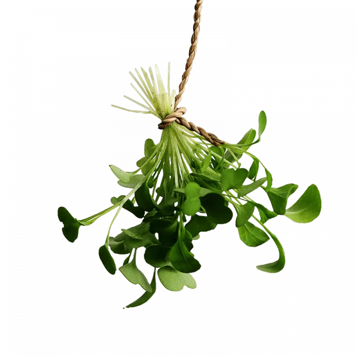 Fresh Greens | Fresh Microgreens | Vertical Farming Bali