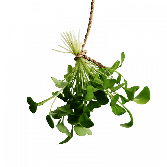 Fresh Greens | Fresh Microgreens | Vertical Farming Bali