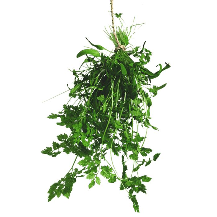 Chervil Bali | Fresh Greens And Microgreens