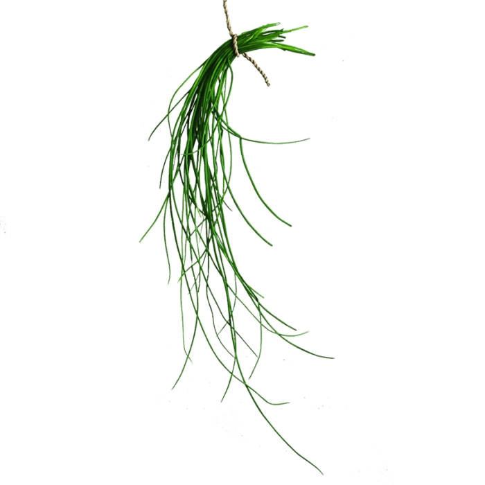 Chives Bali | Fresh Greens And Microgreens