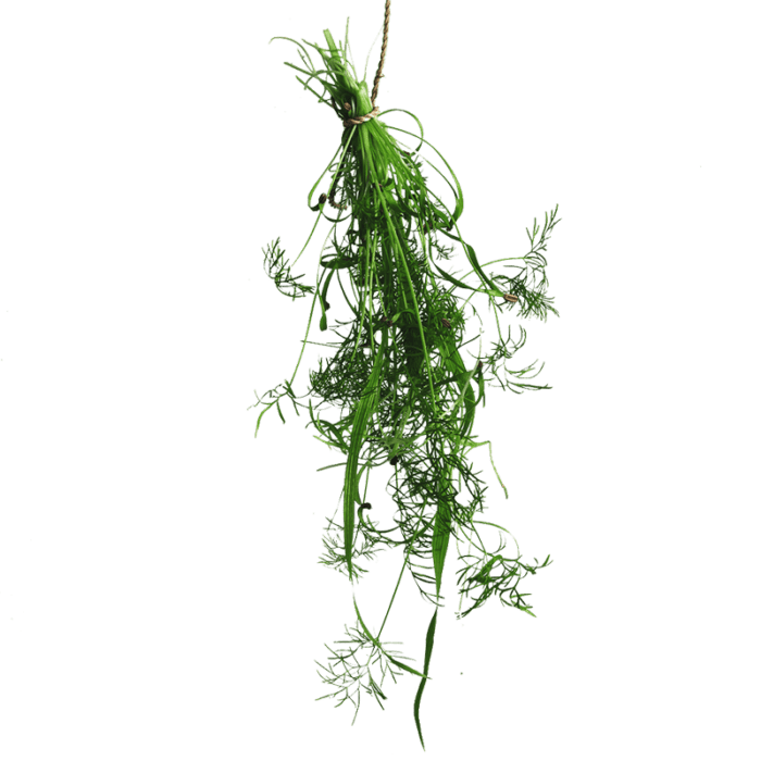Fennel Bali | Fresh Greens And Microgreens