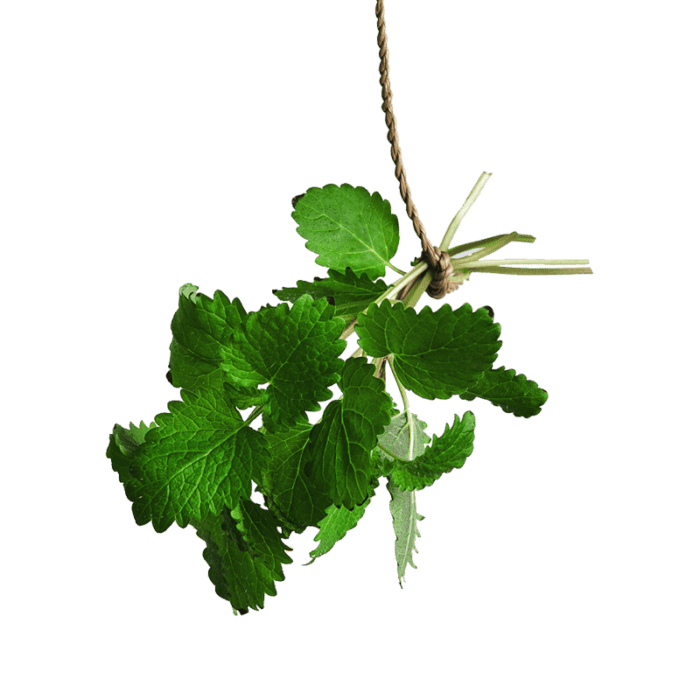 Micro Lemon Balm Bali | Fresh Greens And Microgreens