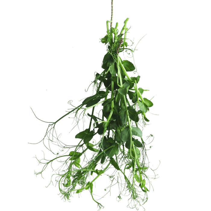 Micro Pea Tendrils Bali | Fresh Greens And Microgreens