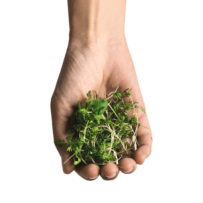 Red Mustard Bali | Fresh Greens And Microgreens
